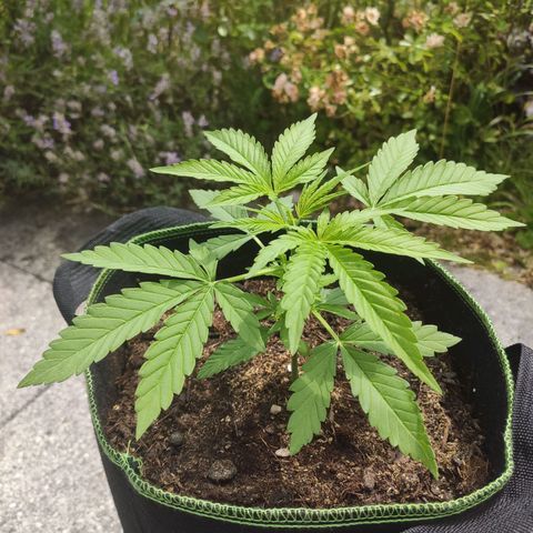 Do Si Dos Auto growlog timeline photo