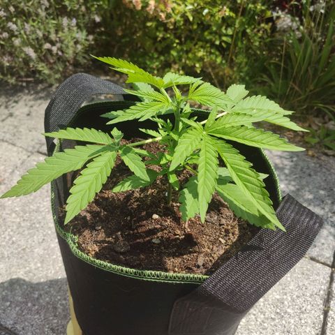 Do Si Dos Auto growlog timeline photo