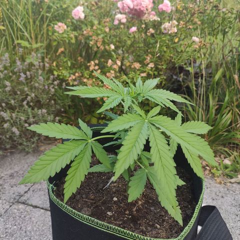 Do Si Dos Auto growlog timeline photo