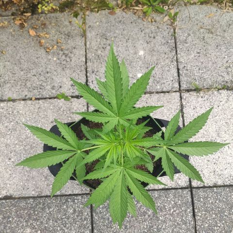 Do Si Dos Auto growlog timeline photo