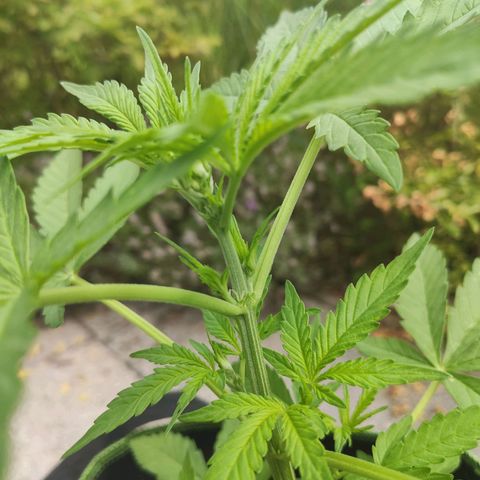 Do Si Dos Auto growlog timeline photo