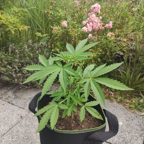 Do Si Dos Auto growlog timeline photo