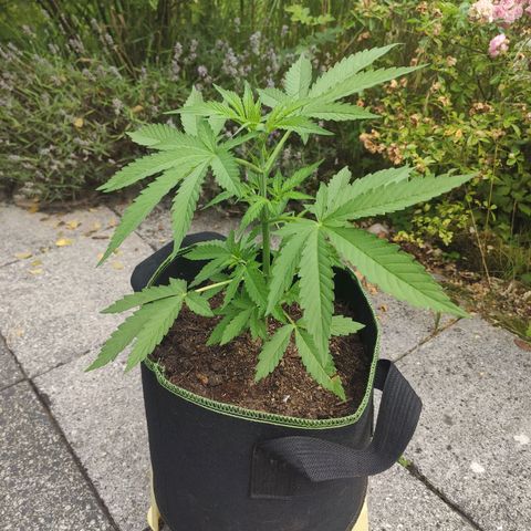 Do Si Dos Auto growlog timeline photo