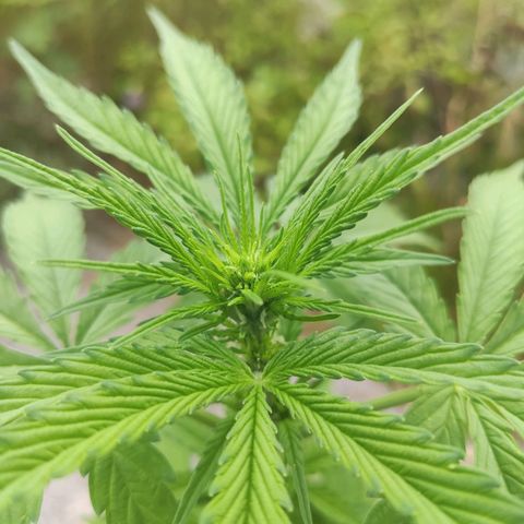 Do Si Dos Auto growlog timeline photo