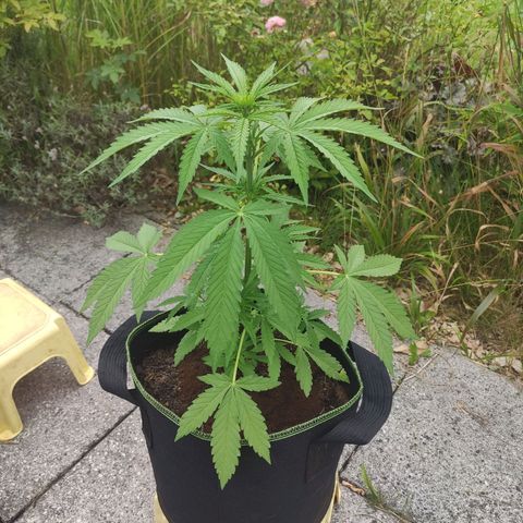 Do Si Dos Auto growlog timeline photo