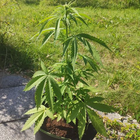 Do Si Dos Auto growlog timeline photo