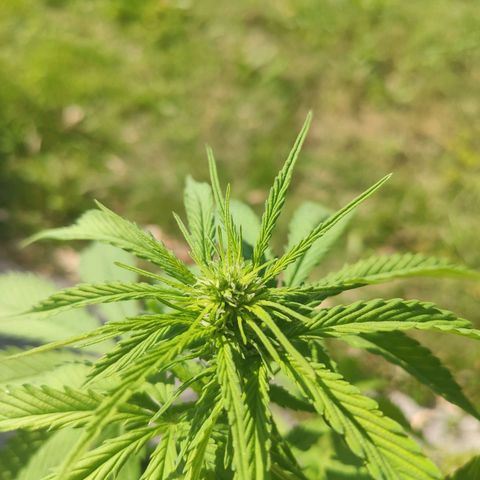 Do Si Dos Auto growlog timeline photo