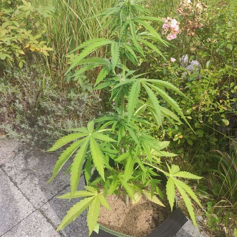 Do Si Dos Auto growlog timeline photo