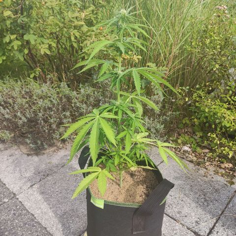 Do Si Dos Auto growlog timeline photo