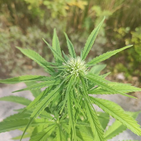 Do Si Dos Auto growlog timeline photo