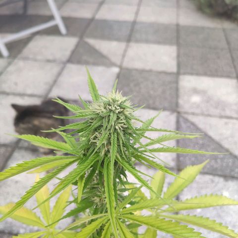 Do Si Dos Auto growlog timeline photo