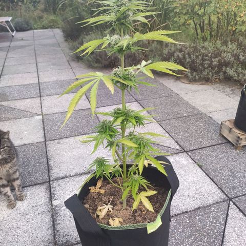 Do Si Dos Auto growlog timeline photo