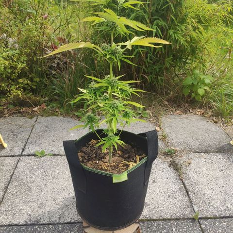Do Si Dos Auto growlog timeline photo