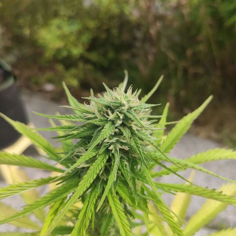 Do Si Dos Auto growlog timeline photo