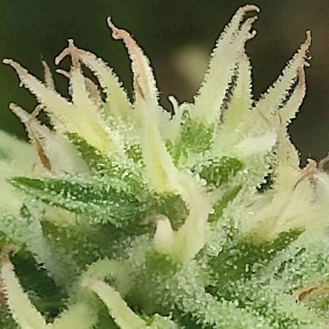 Do Si Dos Auto growlog timeline photo