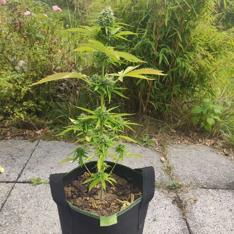 Do Si Dos Auto growlog timeline photo