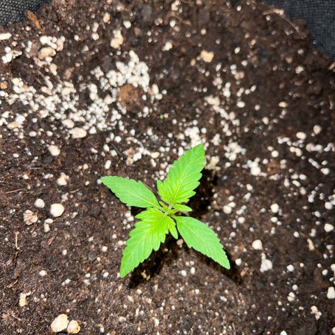 Easy Bubatz growlog timeline photo