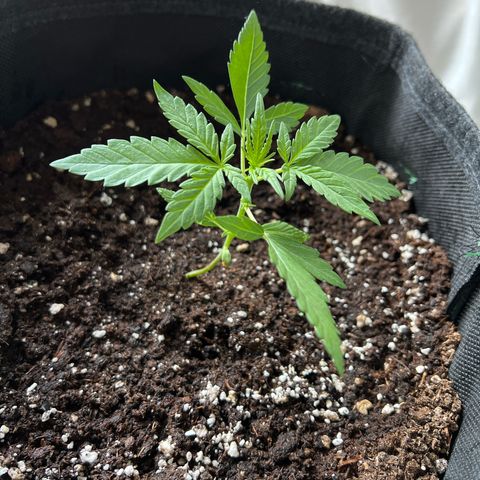 Easy Bubatz growlog timeline photo