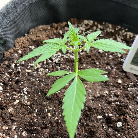 Easy Bubatz growlog timeline photo