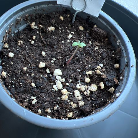 Special Queen #1 growlog timeline photo