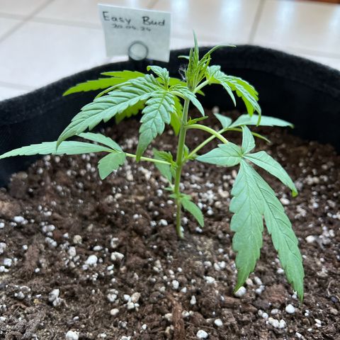 Easy Bubatz growlog timeline photo