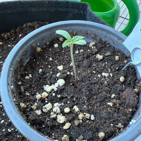 Special Queen #1 growlog timeline photo
