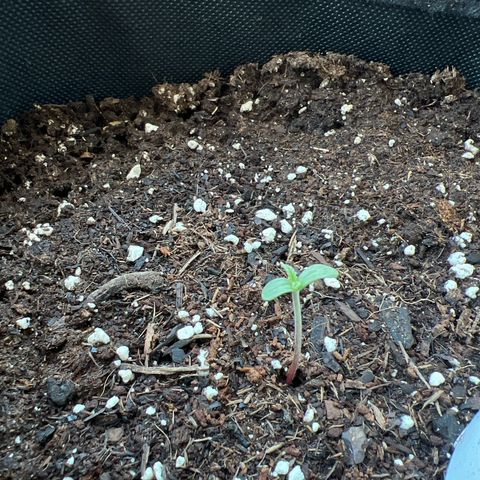 Amnesia Haze Automatic growlog timeline photo