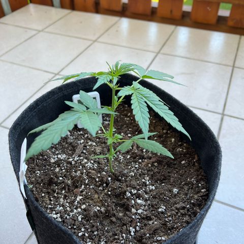 Easy Bubatz growlog timeline photo
