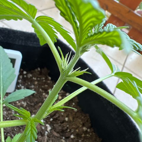 Easy Bubatz growlog timeline photo