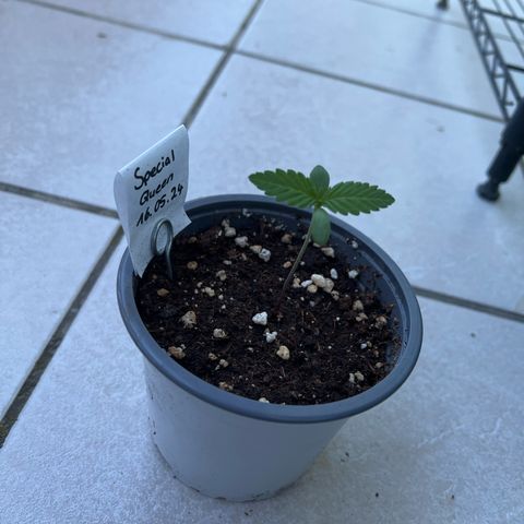 Special Queen #1 growlog timeline photo