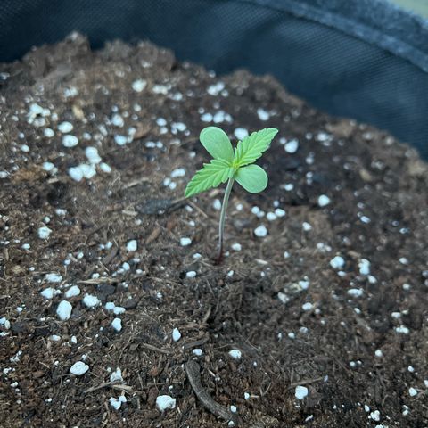 Amnesia Haze Automatic growlog timeline photo