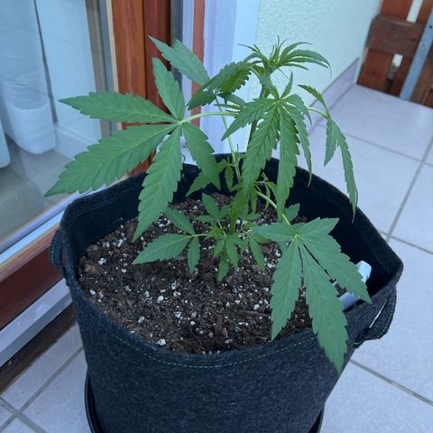 Easy Bubatz growlog timeline photo