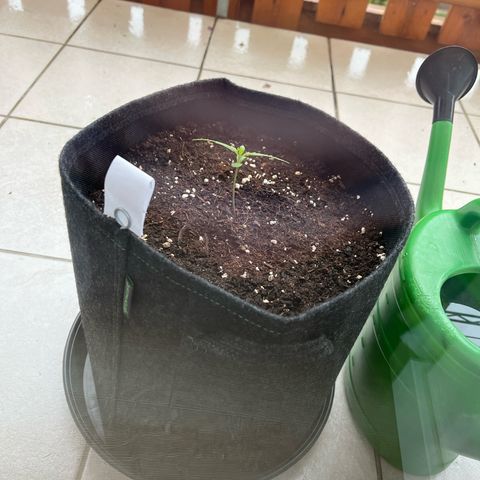 Amnesia Haze Automatic growlog timeline photo