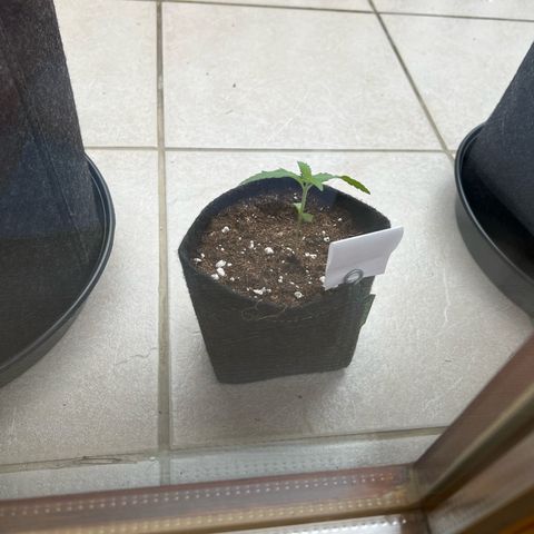 Special Queen #1 growlog photo: Pflanze wurde in 1l Stofftopf umgepflanzt