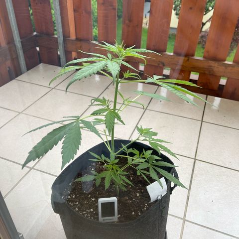 Easy Bubatz growlog timeline photo