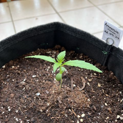 Amnesia Haze Automatic growlog timeline photo