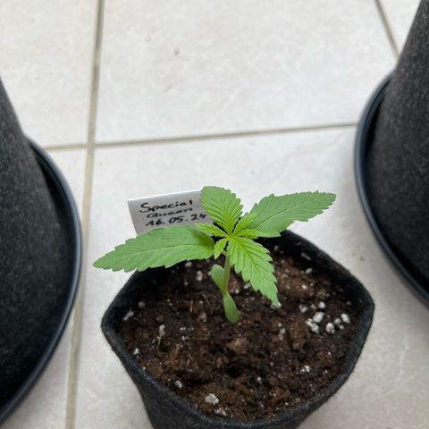 Special Queen #1 growlog timeline photo