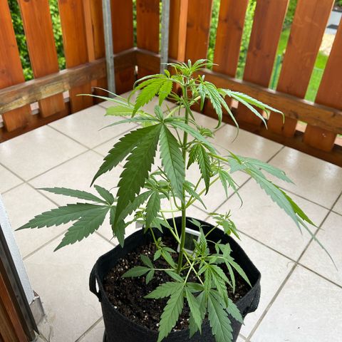 Easy Bubatz growlog timeline photo