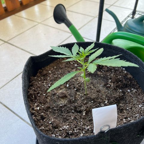 Amnesia Haze Automatic growlog timeline photo