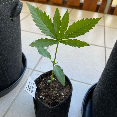 Special Queen #1 growlog timeline photo