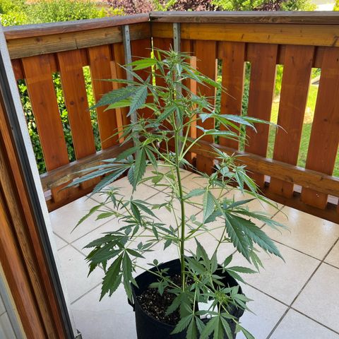 Easy Bubatz growlog timeline photo
