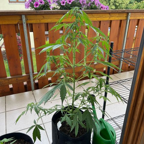 Easy Bubatz growlog timeline photo