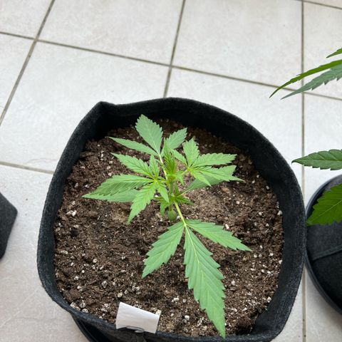 Amnesia Haze Automatic growlog timeline photo