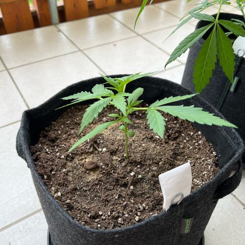 Amnesia Haze Automatic growlog timeline photo