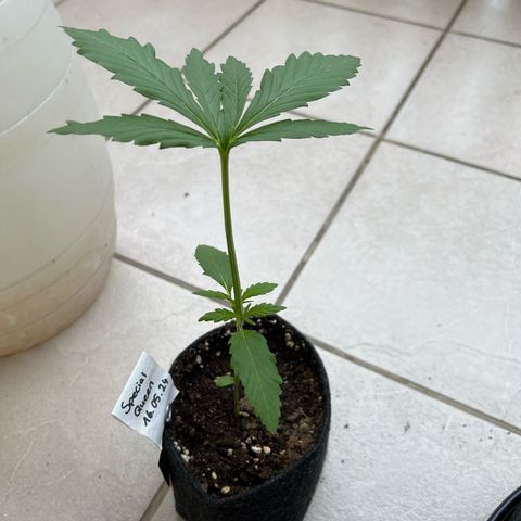 Special Queen #1 growlog timeline photo