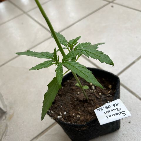 Special Queen #1 growlog timeline photo