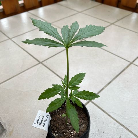 Special Queen #1 growlog timeline photo