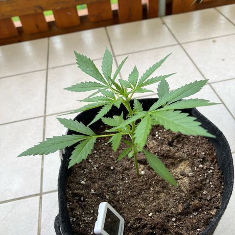 Amnesia Haze Automatic growlog timeline photo