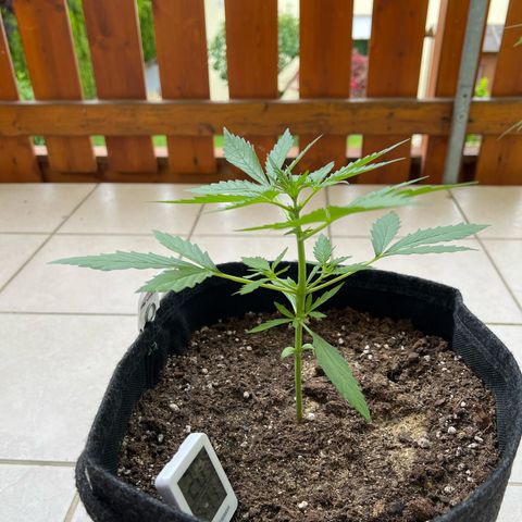 Amnesia Haze Automatic growlog timeline photo