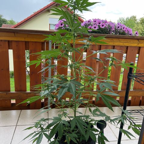 Easy Bubatz growlog timeline photo